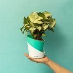 KYARI Syngonium Pixie White Indoor Plants for Living Room | Live Plants | Plants with Turkish Green Self Watering Pot for Home | Air purifier plants | Plants for Home Decor, Garden & bedroom