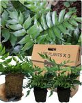 3 Large Holy Fern Garden Ready Plants - Evergreen with Glossy Green Fronds. Perfect Shrub for Outdoor Rockery or Cottage Garden, Container Planting or Indoor Houseplant. 1ltr Rootball, 30-40cm Tall