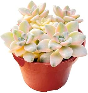 Rare Succulent Pachyphytum 'Apricot Beauty' (4-inch), Live Succulents Plants Fully Rooted in Pots, Unique Plant for Wedding Favors, Party Favors