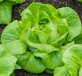 Lettuce All Year Round Seeds Butterhead Crisp Heritage Vegetable Salad for Planting Garden Yard Patio 550 Seeds