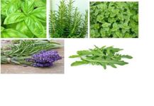 5 Major Herb Seeds Pack by Seedscare India(Basil, Rosemary, Oregano, Lavender, Rocket)