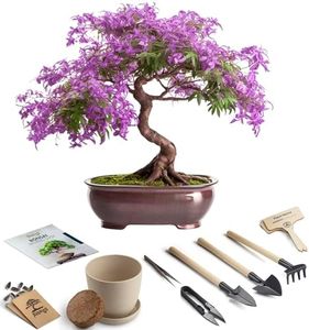 Bonsai Starter Kit – Growing Jacaranda Bonzai Tree from Seeds | Complete Indoor Tree Kit for Growing Plants with Tools & Planter – Gardening Gifts for Mother, Women & Men