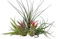 5 Air Plants Mixed Tillandsia - Large Plants - Indoor House Plants