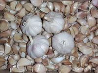 || METCHAR Garden|| 36x Garlic Seeds for Large Bulbs - Provence Wight - Best for The UK Grow