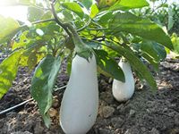 White Aubergine Seeds Eggplant Blanka Heirloom Variety Solanum Melongena 200 Seeds Grow Your Own Vegetable Perfect for Greenhouse or Container Growing