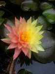 Gebdinsh Garden® Imported Lotus/Water Lily Flower Seeds For Gardening | Pack Of 20 Seeds (Peach & Yellow)