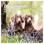 2024 Dachshunds Monthly Wall Calendar by Bright Day, 12 x 12 Inch Cute Dog Breed Gift