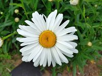 Three Mo Garden | Shasta Daisy ‘Alaska’ - 1000 Seeds | Chrysanthemum Perennial Flower Seeds - Non-GMO, Open-Pollinated & Heirloom Canada Flower Seeds