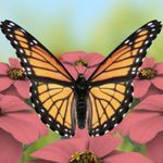 Beautiful Butterflies Live Wallpaper