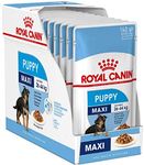 Royal Canin Maxi Puppy / Junior Wet Dog Food 40 Packs 140g Each Specially Developed For Young And Growing Large Breed Dog Up To 15 Months Old