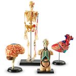 Learning Resources (UK Direct Account) LER3338 Anatomy Models Bundle Set, Brain, Body, Heart, Skeleton Classroom Demonstration Tools, Teacher Accessories, Ages 8+, Multicoloured