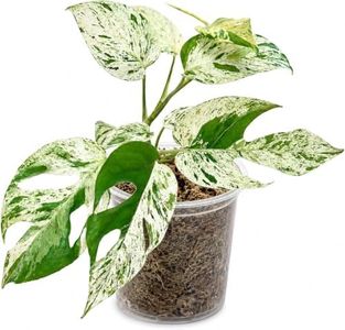Live Plants 4" Epipremnum Pinnatum Marble - Highly Variegated Leaves - Rare Indoor Plants Live Houseplants for Home, Office, Wedding Decor & Giftable (Heat Pack Included)
