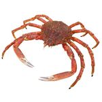 Japanese Spider Crab | 2 Units ~800gr each