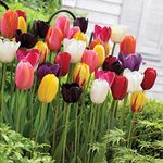 Tulip Everlasting Mixed Garden Plant Hardy Bulb Flowering Garden Plants Easy to Grow Your Own 64x Bulbs by Thompson and Morgan