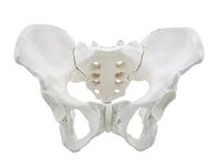 ISKO® Premium Female Pelvis Skeleton Model, Anatomically Correct, Life Size Model (made with PVC Ubreakable)