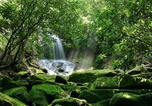 Reptile Habitat, Terrarium Background,Sunny Green Trees with Waterfall & Mossy Rock (Various Sizes) (18" H x 36" W)