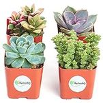 Shop Succulents | Unique Collection