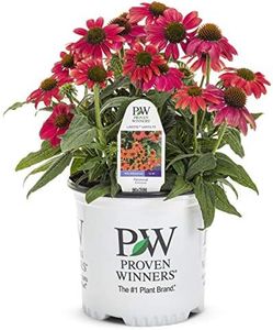 Proven Winners - Echinacea LAKOTA 'Santa Fe' (Coneflower) Perennial, pink-orange flowers, 1 - Size Container, PWFPECLKSF
