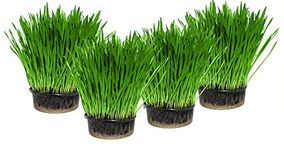 Cat Grass x 4 Pack (Grow your own kits) By Cat FurNature