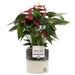 Anthurium Red with Pot, Houseplant Real Indoor Plant for Office, Home, Bedroom, Kitchen and Living Room, Perfect for Clean Air, Delivered Next Day