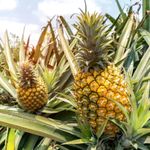 Hug A Plant | Pineapple (Hybrid) (Ananas comosus) Fruit Live Plant (Home & Garden)