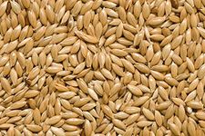 KOO Retails Canary Seeds 900 Grams Best Bird Food