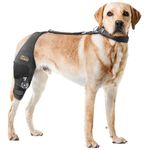 CHAMIN/RISURRY Adjustable Dog Knee Brace with Extra Collar, Support for Torn Acl Hind Leg, Tear Ligament, Osteoarthritis,Rear Leg Limp, Recovery After Surgery,et(Right Leg,XL)