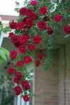 Radha Krishna Agriculture® Climbing Rose Flower Seeds Imported Vearty for Home and Gardening Pack of 100 seeds (DARK MAROON)
