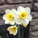 Carbeth Plants - 25 x Daffodil Minnow Spring Bulbs - Cream Dwarf Miniature Narcissus Spring Flowering Perennials - UK Hardy Pollinator Friendly - Grow in Beds, Borders and Patio Pots