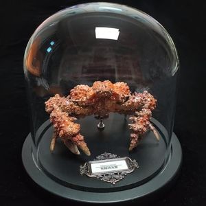 Real Crab Taxidermy, Daldorfia Horridal Specimen, Unique Handicrafts Collectors, Home Decor Ideal Gift for Nature Lover (Daldorfia Horrida)