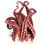 Fresh Octopus Tentacles 500gr