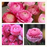 Ranunculus Pink Flower Corms/Bulbs. Hardy Colourful Flowers. Size 6/7. (30)