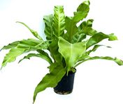Root Bridges Bird's Nest Fern Plant (Pot Included)