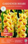 Gardener Bhabi Perennial Flower Bulbs Collections for You Garden - Pack of 10 Bulbs (Gladiolus Bio Color Flower Bulbs)