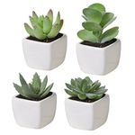 MyGift Plants For Pots