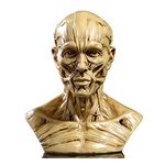 VOANZO Resin Human Model Anatomy Skull Head Muscle Bone Medical Model Mini Size(Yellow)