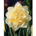 Hardy Bulb Beautiful Daffodil White Lion Narcissus Daffodil Flower Ideal as a Cut-Flower Bulbs by Thompson and Morgan (20)