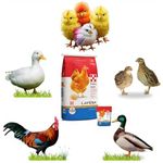 Pets Pro Food for Hen Duck Chicks Teetar Batair Feed 1Kg Teetar Batair Premium Bird Food Grower Baby Chicken, Chicks, Pellet Feed (Hen, Duck, BATER, EMU & Other)