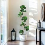 Artificial Fiddle Leaf Fig Tree - 6FT Fake Plant with Black Planter, Large Floor Plants for Home or Office Decor - Artificial Plants Indoor