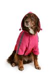 Rosewood Joules Lydford Raincoat For Dogs, Medium
