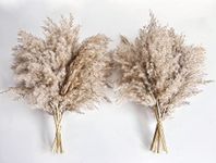 Artificial Pampas Grass Decor, Natural Dry Pampas Grass Small, Short Pampass Bulk for Farmhouse, Wall, Kitchen, Bedroom Decor, Office Decor (17 inch )