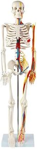 Anatomy Lab 33" Human Skeleton Model with Nerves, Veins and Arteries, Removable Skull Cap, and Articulated Mandible - Includes Display Stand, Worry Free Warranty, Perfect for Doctors, Students & Study