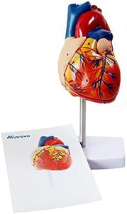 Aliwovo Anatomical Heart Model Life Size Human Heart Model Anatomy Used for Medical Education Study Include Detailed Instructions