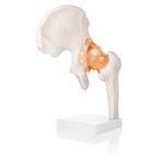 Myaskro® - Human Hip Joint Model with Ligaments ✮ Scientific Life Size with Premium Display Base ✮ Best Teaching Tool for Patient Education & Anatomy Study