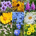 Three Mo Garden | Perennial Wildflower Mix (1/2 OZ), 18 Perennial Varieties, Attracts Hummingbirds, Bees, and Butterflies