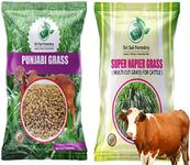 Sri Sai Forestry Super Napier | Super Punjabi Grass Seeds | Combo Pack - 100g Each | Animal Fodder High Yield Multi Cut Grass Seed