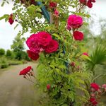 Wynorg Climbing Rose/Creeper Rose (Red): Climbing Rose: Elevate Your Garden with Fragrant Blooms and Vertical Beauty: Discover the Timeless Elegance of Climbing Roses for a Stunning Garden Display.