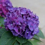 Hydrangea Live Plant (Dark Purple Color) Flower Plant hybrid flowering Plant For home Decoration 1 Healthy Live Plant with Pot