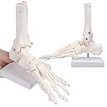 HINGONS Anatomie Skeletal Foot Model with Ankle, Life Size Complete Foot Replica with Lower Portions of Tibia and Fibula Bones