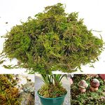 Gukasxi 150g Dried Forest Moss for Potted Plants Green Artificial Moss Decoration Natural Sphagnum Moss for Terrarium Decor, Orchid Soil Medium (4 Quarts)